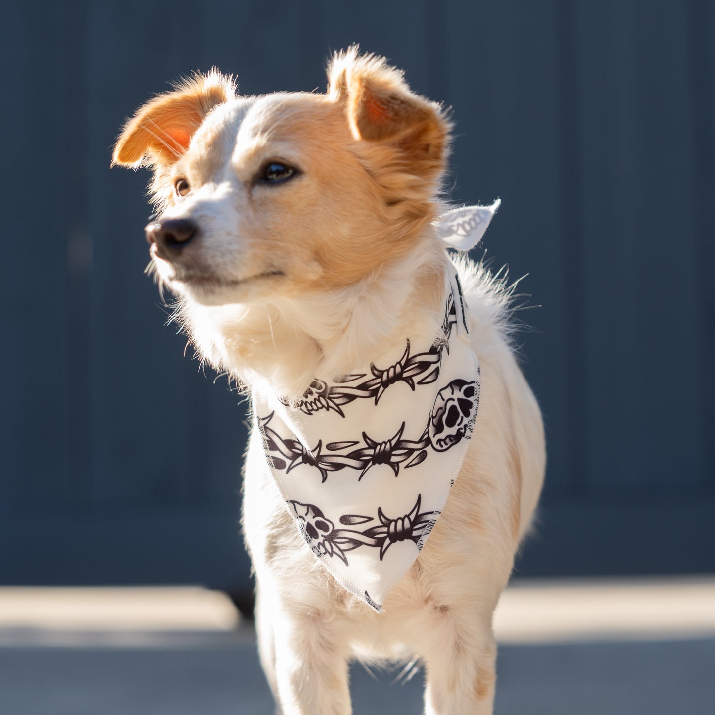 BANDANA - BARB WIRE WHITE