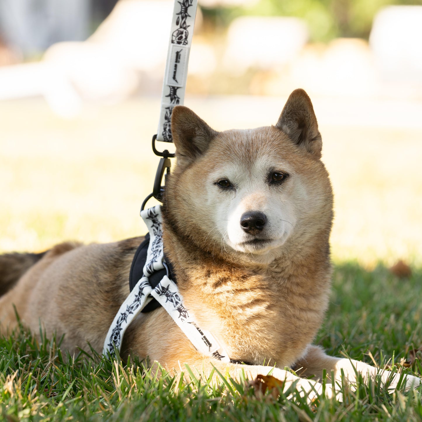 LEASH - BARB WIRE WHITE